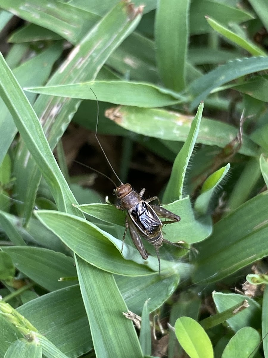 Field cricket