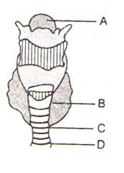 Respiratory Structures For the Exchange of Gases