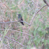 Berylline hummingbird