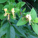 Honeysuckle