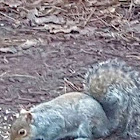 Grey squirrel