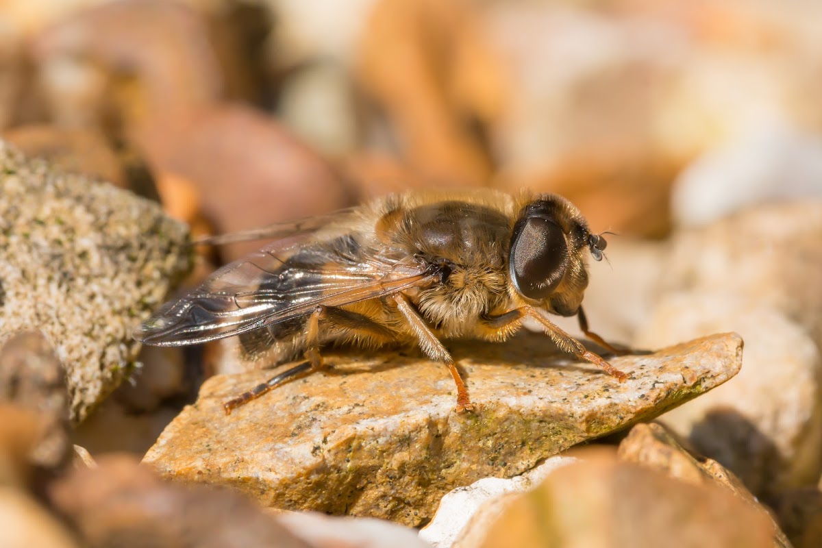 Tapered Hoverfly