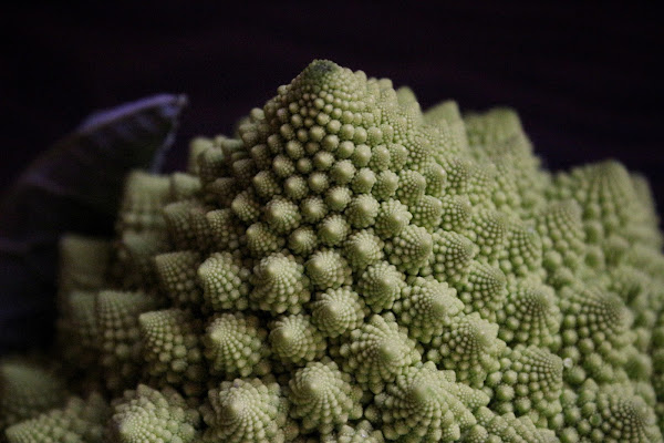 Il Broccolo di Fibonacci  di Zafs_77