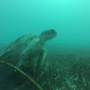 Sea turtle