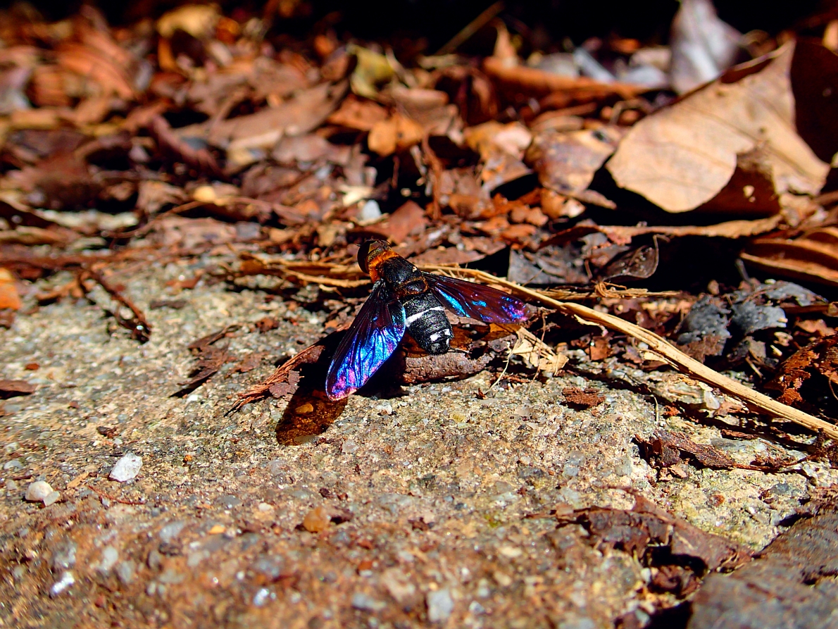 Huge Fly with iridescent wings