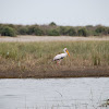 Yellow-Billed Stork