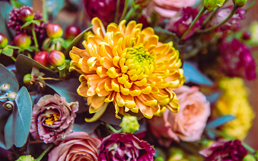 Bright daisies with other flowers in the background Preview 1