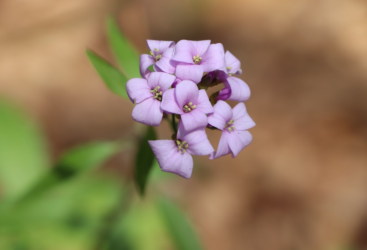 Coralroot