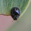 ? Handsome Fungus Beetle