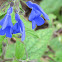 Salvia