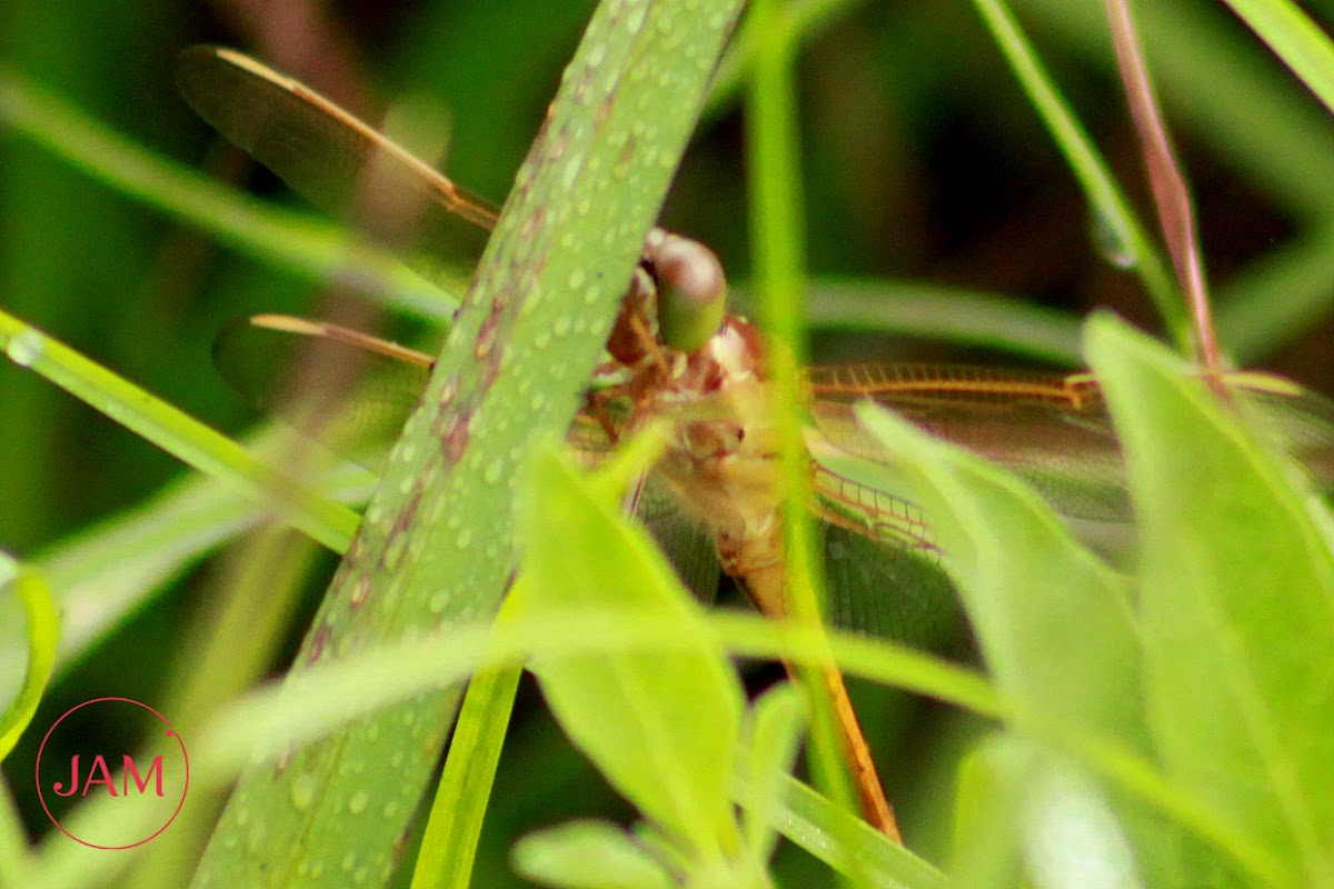 Blue Dasher Dragonfly (female)