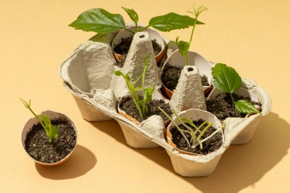 C:\Users\SONY\Desktop\яичная скорлупа\top-view-of-growing-plants.jpg