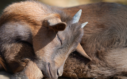 Baby goat sleeping