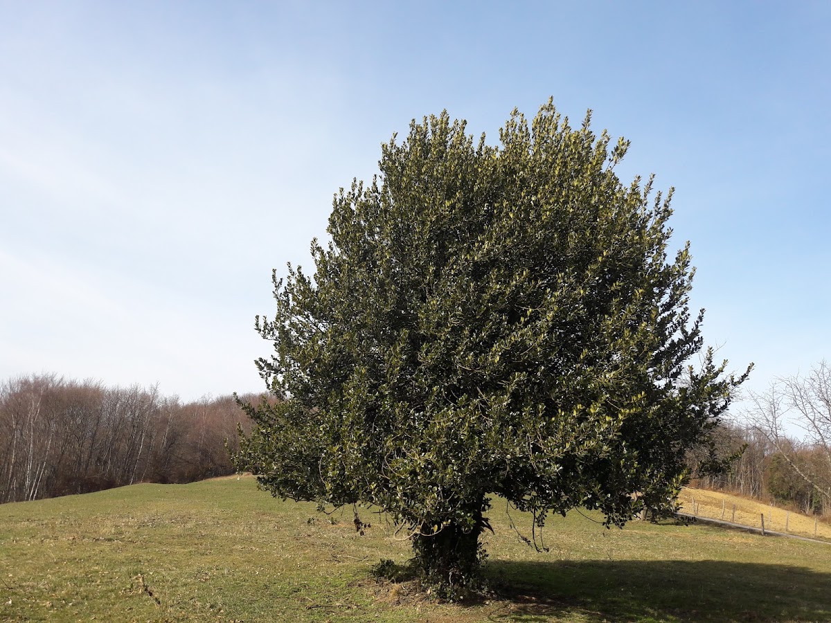 European holly