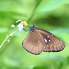 Blue-spotted Crow