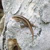 Striped Mabuya Skink