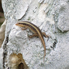 Striped Mabuya Skink