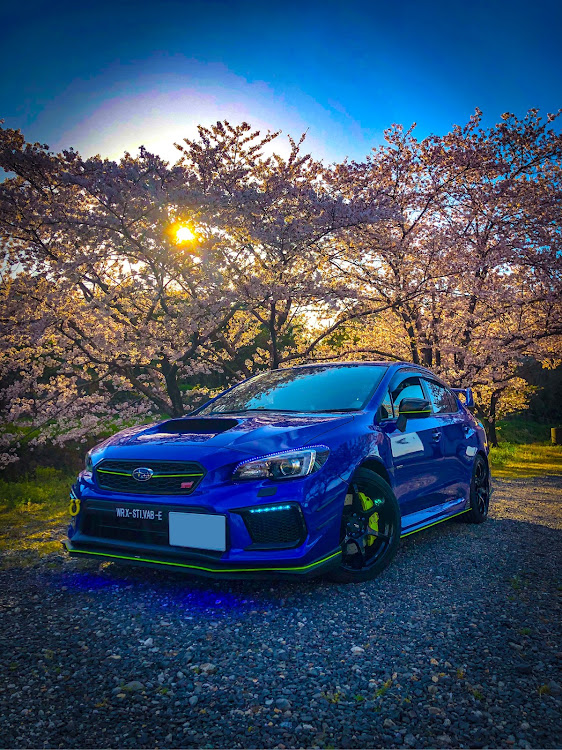 WRX STIの桜と愛車に関するカスタム事例の投稿画像1枚目