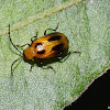 Leaf Beetle