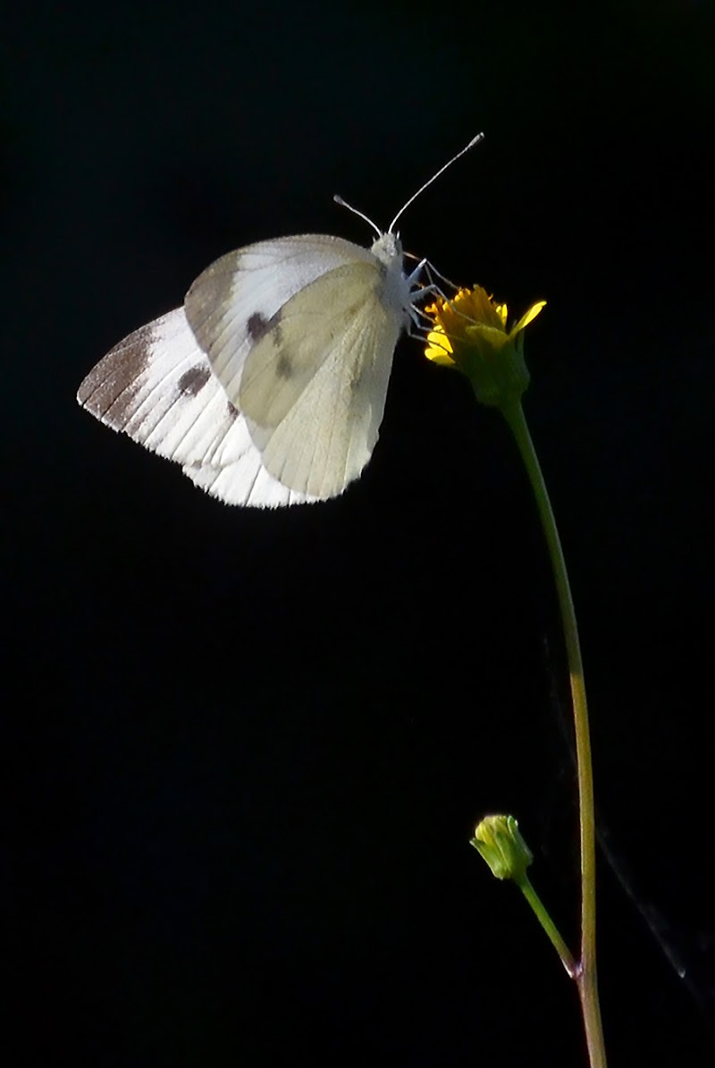 Un po' di luce per me... di Wilmanna