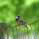 House Sparrow (male)