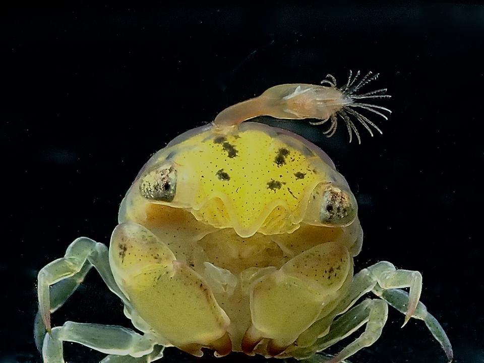 Crab Larvae