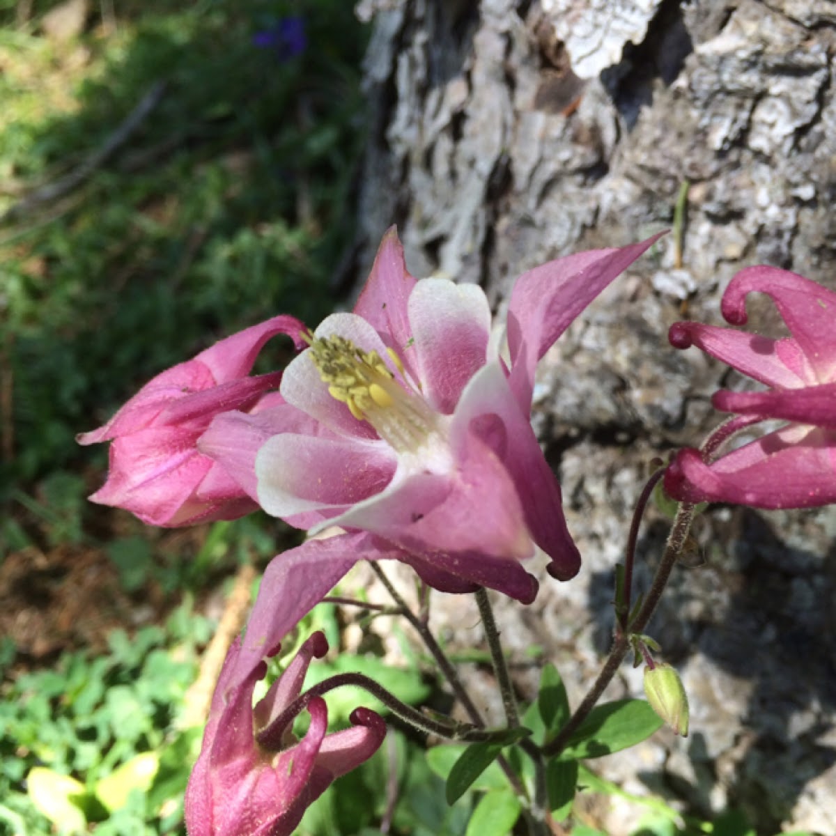 Columbine