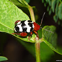 Leaf Beetle