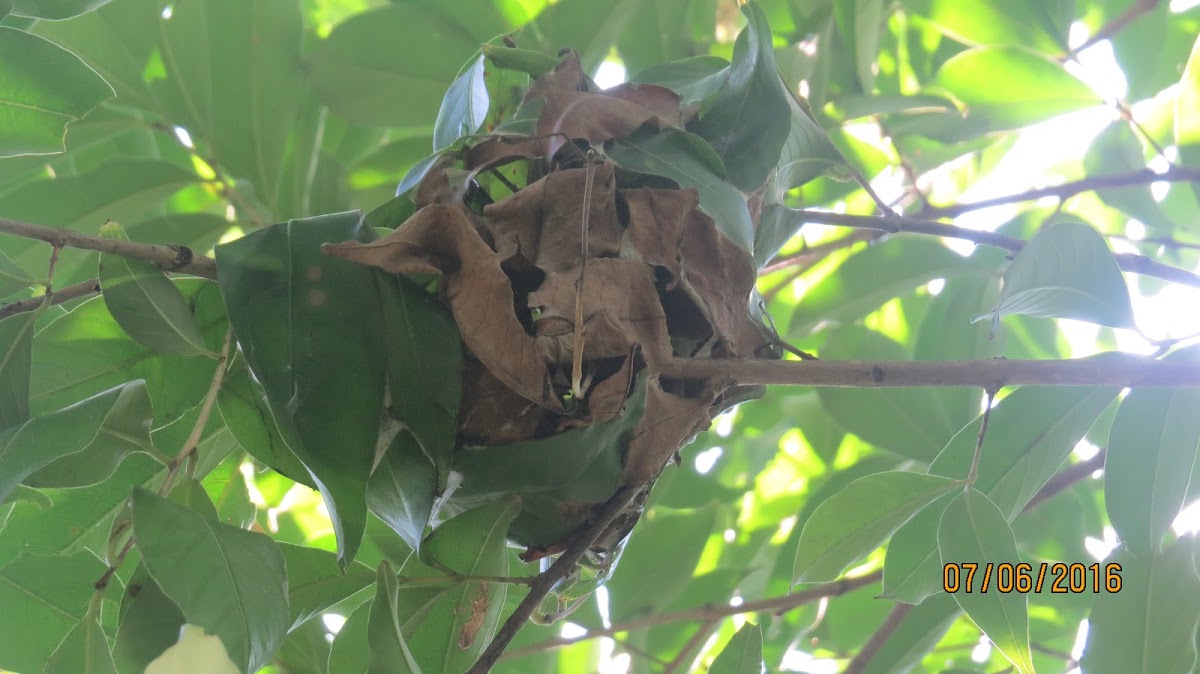 Weaver Ant Nest