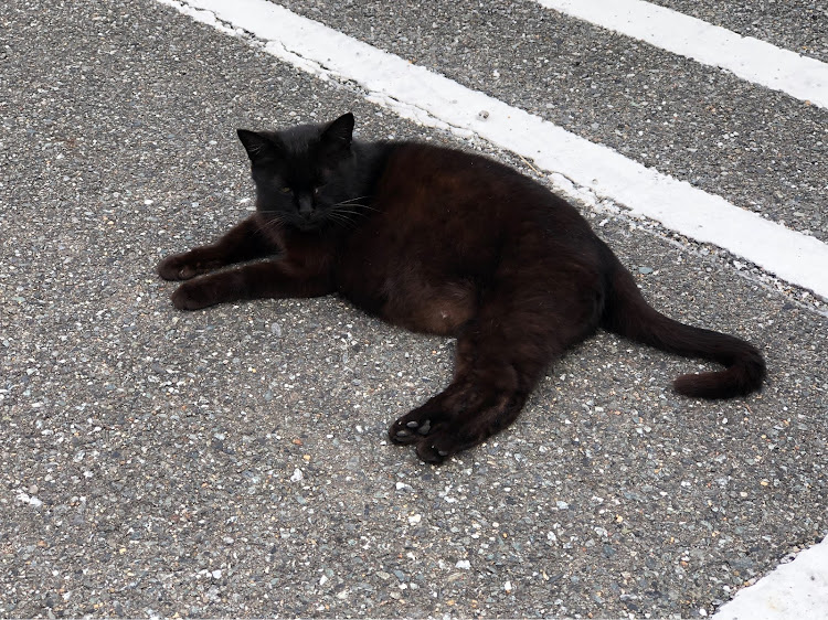 セレナのゴールド免許ゲット♪・ネコ・ねこ・猫に関するカスタム事例の投稿画像10枚目