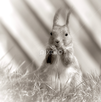 ..just one more!  (sunseed or photo) by Jon Eggen -   ( fetsund, eurasian squirrel, animal eating, norway, eating )