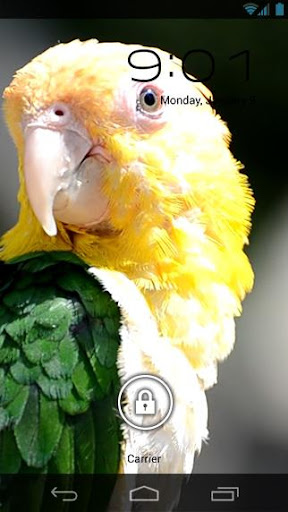 免費下載個人化APP|Parrot Tropical Live Wallpaper app開箱文|APP開箱王