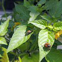 Japanese Beetle