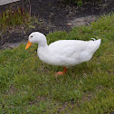 Mallard Duck