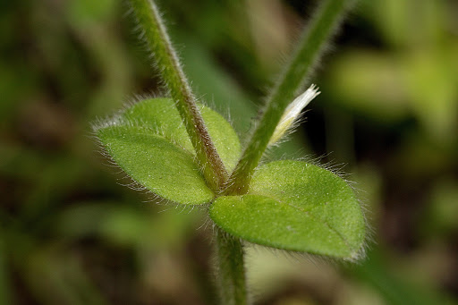 Cerastium glomeratum