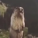 Screaming Beaver