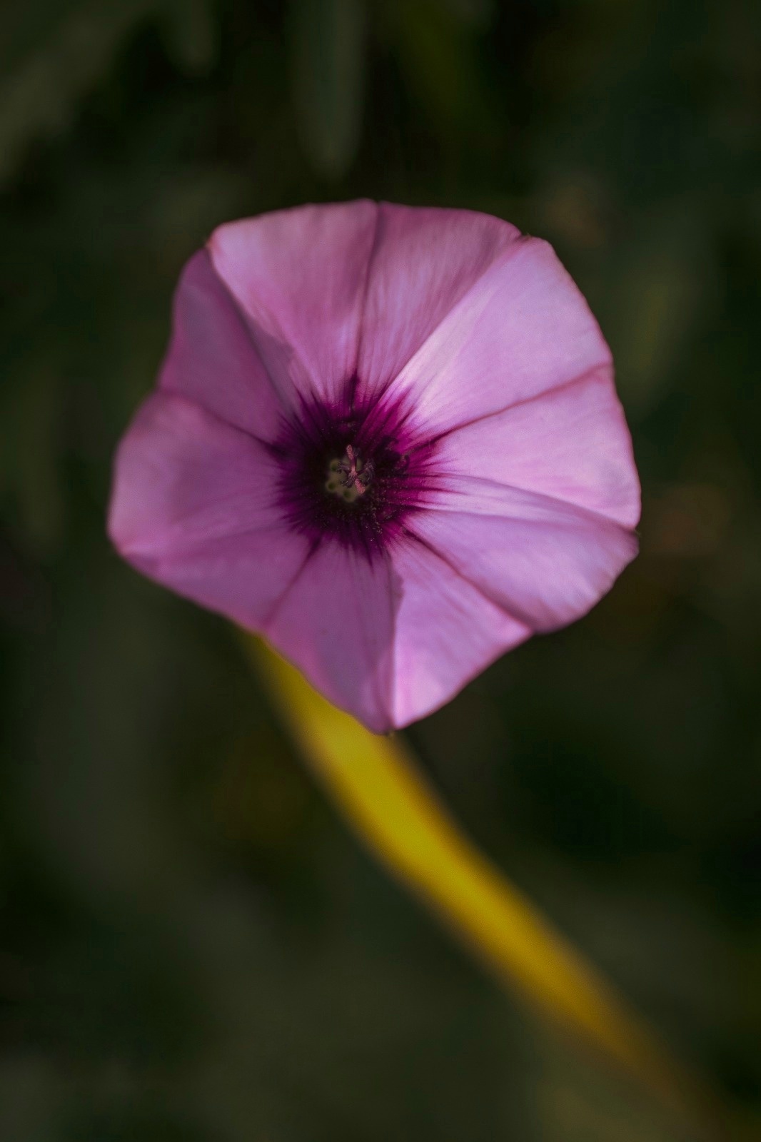 Nature  di acastiglione