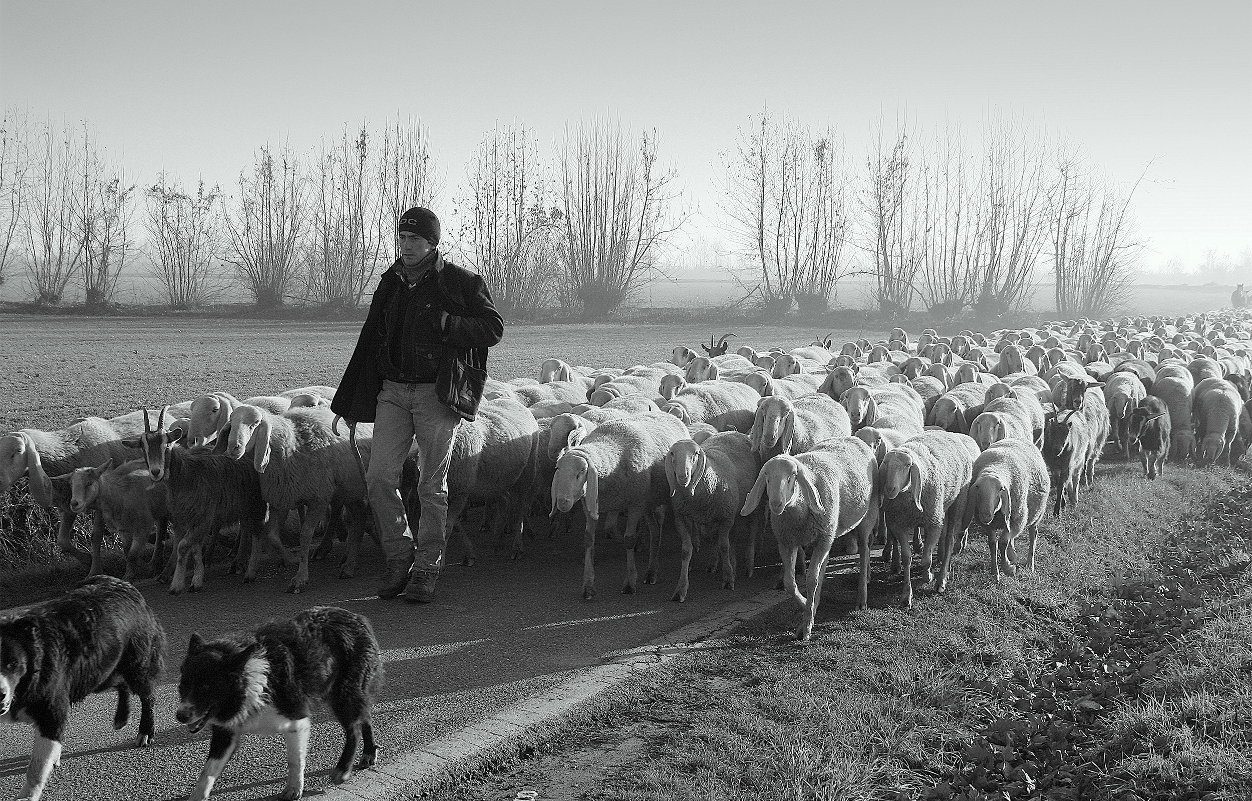 il pastore e le sue pecore di alber52