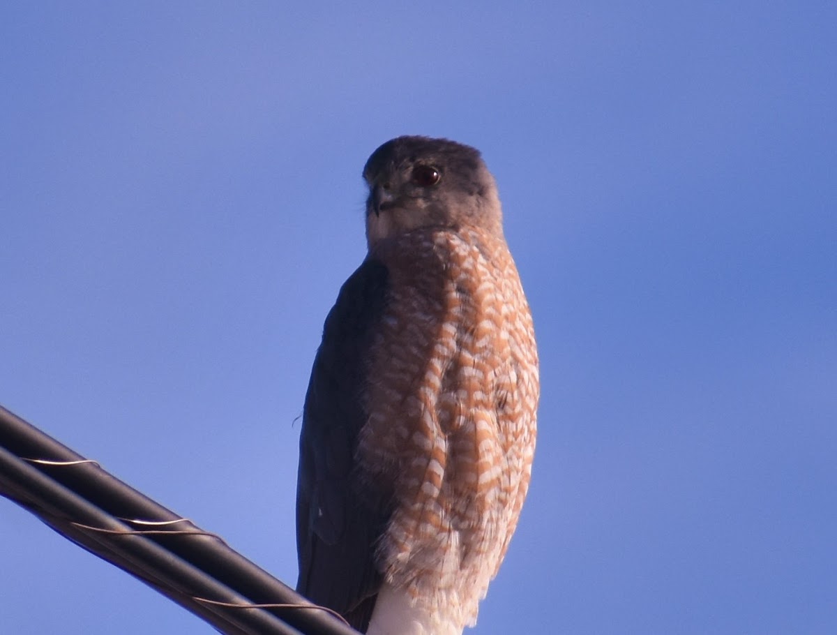 Cooper's Hawk