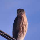 Cooper's Hawk