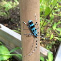 Longhorn beetle