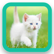 Adorable Kitten Wallpaper  Icon