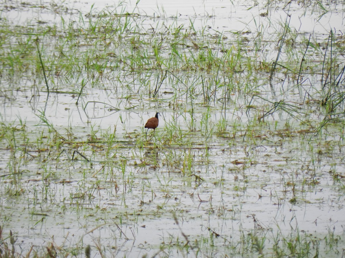 Jacana