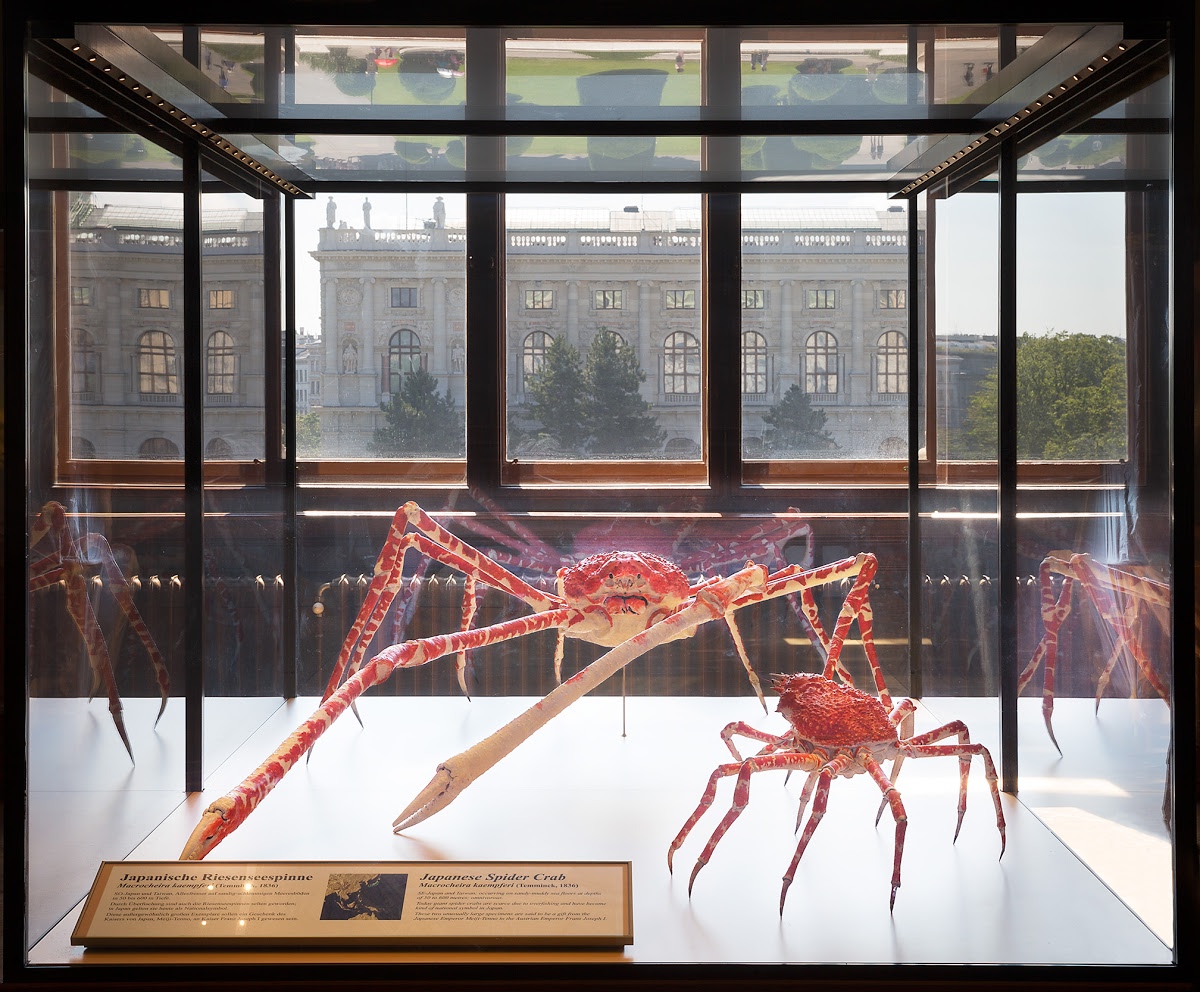 Japanese Giant Spider Crab Google Arts Culture