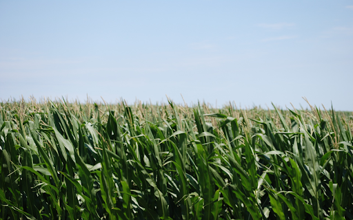 Lush Cornfield screenshot 1