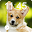 Corgi Little Dog Cute Puppy Theme Screen Lock Download on Windows