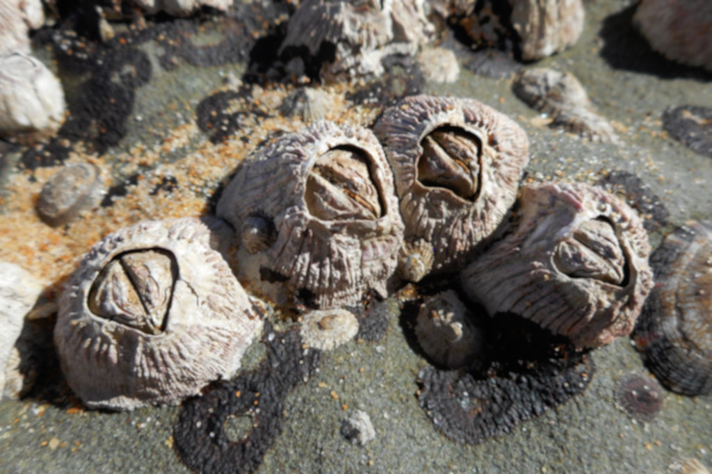 Rose-coloured Barnacle