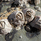 Rose-coloured Barnacle