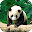 Panda Wallpapers Full HD (backgrounds & themes) Download on Windows