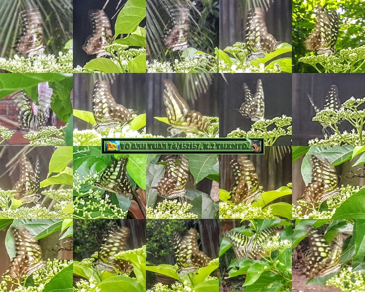 Tailed jay